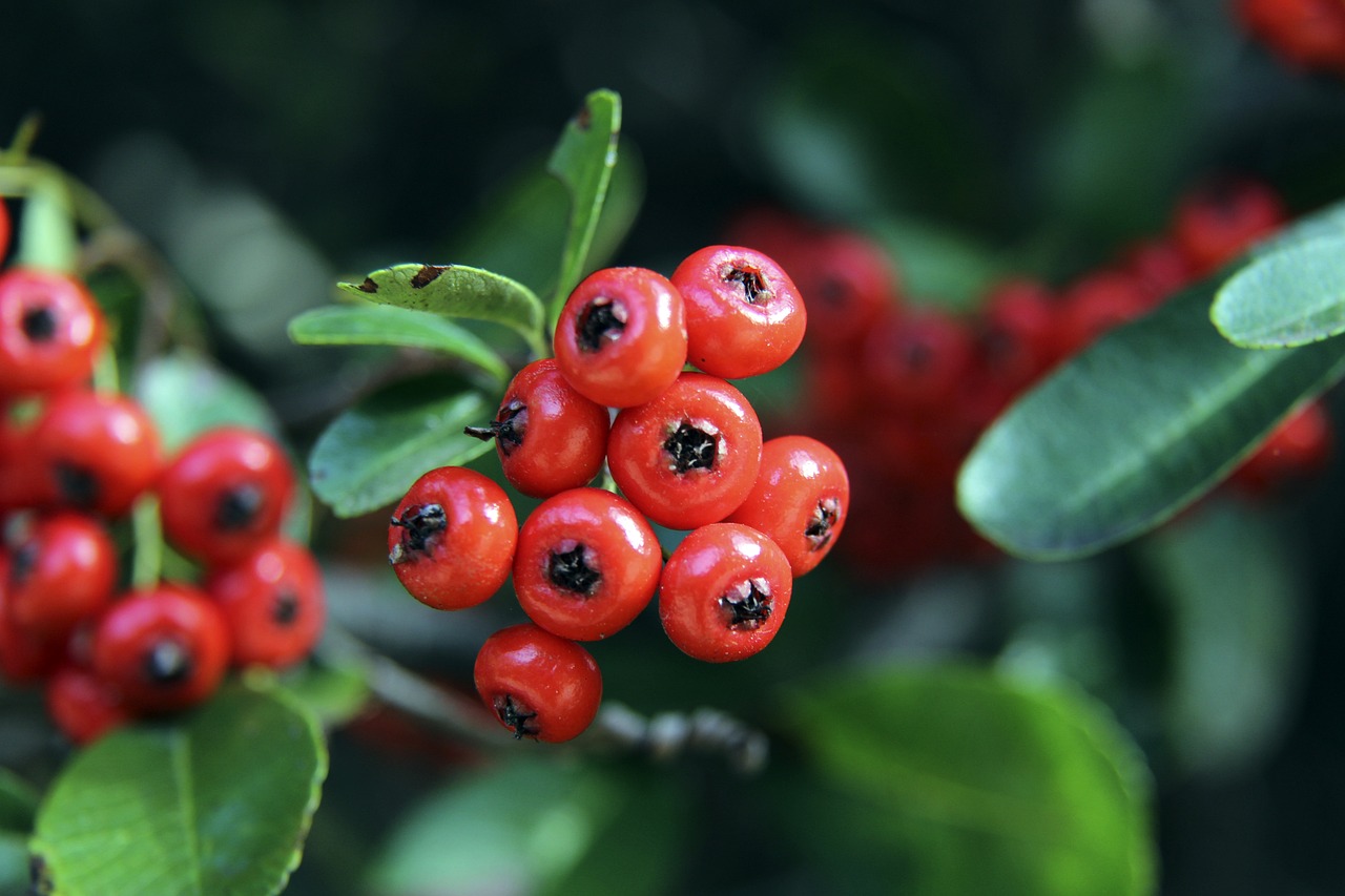 交织的博弈 交织的博弈